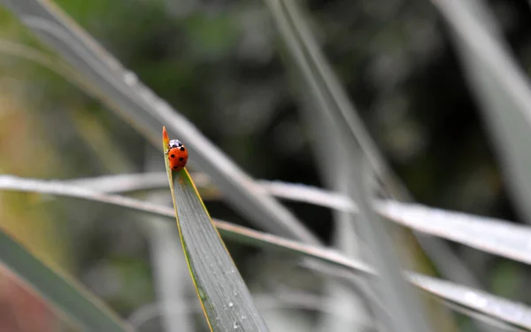 Gouttes Pluie Sur Herbe — Photo