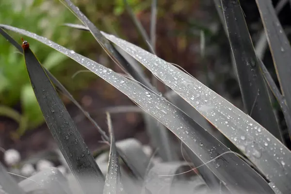 Gotas Lluvia Sobre Hierba — Foto de Stock
