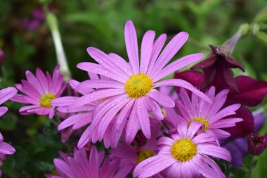 Bahçedeki pembe papatyalar