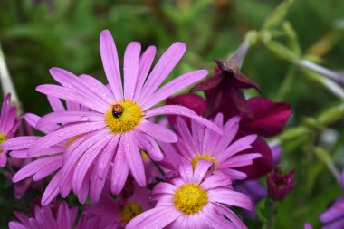 Bahçedeki pembe papatyalar