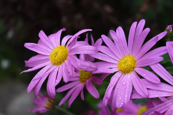 Bahçedeki pembe papatyalar