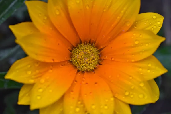 Gartenblumen Nach Regen Bewölkten Tagen — Stockfoto