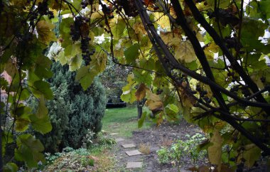 Sarmaşıkta bir demet üzüm