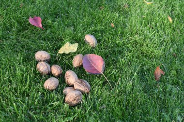 yeşil çimlerin üzerinde düşen yapraklı cevizler