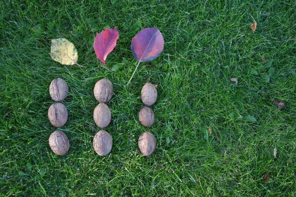 Walnoten Met Omgevallen Bladeren Het Groene Gras — Stockfoto