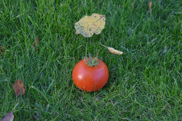 Rote Tomate Auf Gras Aus Nächster Nähe — Stockfoto