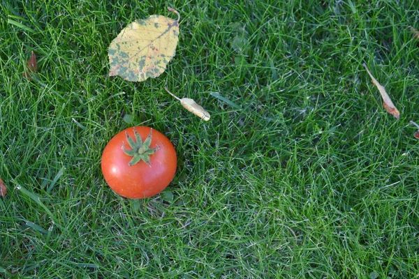 Red Tomato Grass Close — Stock Photo, Image