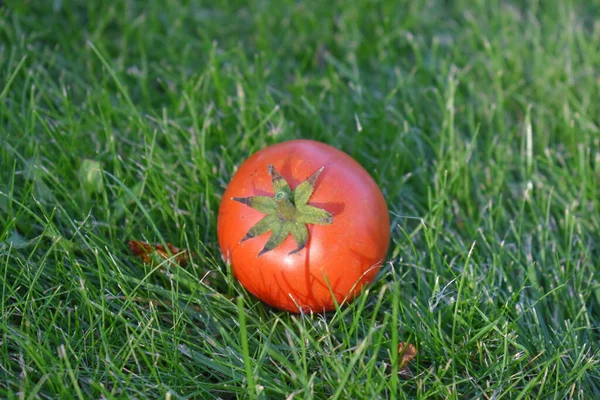 Red Tomato Grass Close — Stock Photo, Image