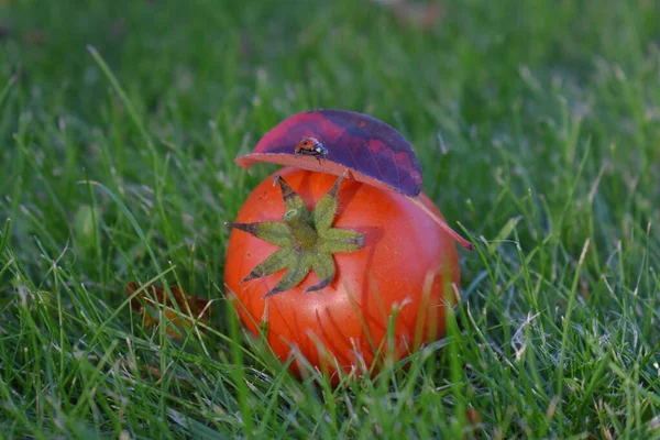 Red Tomato Grass Close — Stock Photo, Image