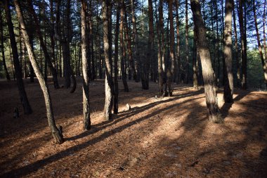 Çam ağacı ormanında patika