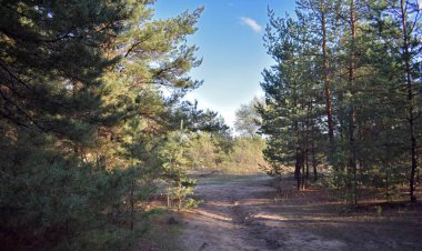 Çam ağacı ormanında patika