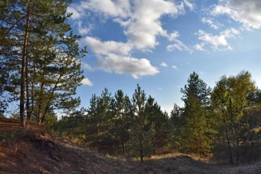 Çam ağacı ormanında patika