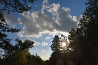 Çam ağacı ormanında patika