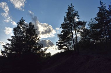 Çam ağacı ormanı.