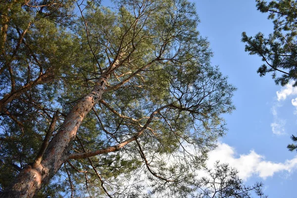 Bosque Pinos — Foto de Stock