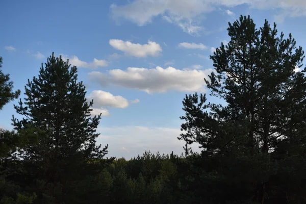 Çam ağacı ormanı.