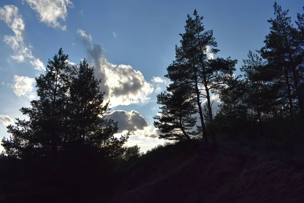 Çam ağacı ormanı.