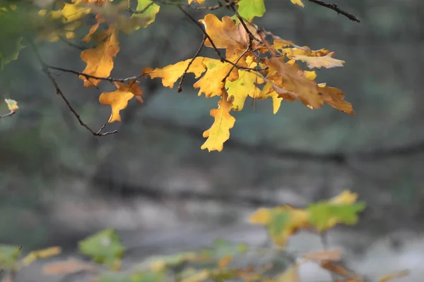 Feuilles Automne Dans Forêt — Photo