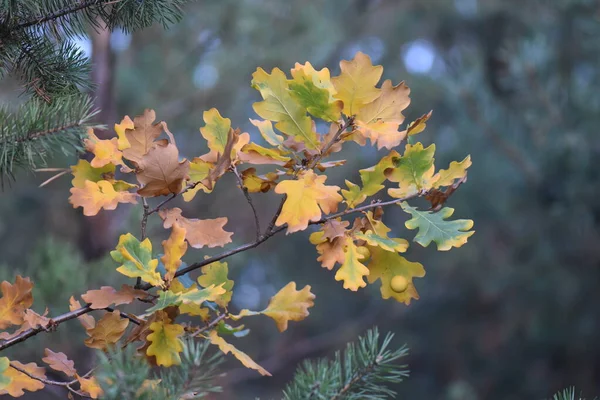 Feuilles Automne Dans Forêt — Photo