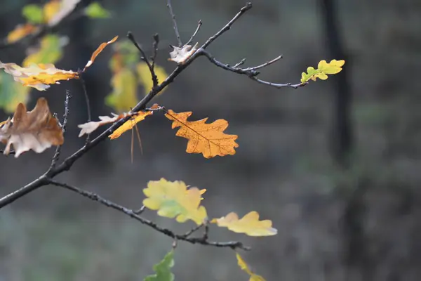 風に秋の葉 — ストック写真