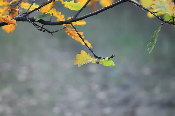 秋天的树叶在风中飘扬 — 图库照片