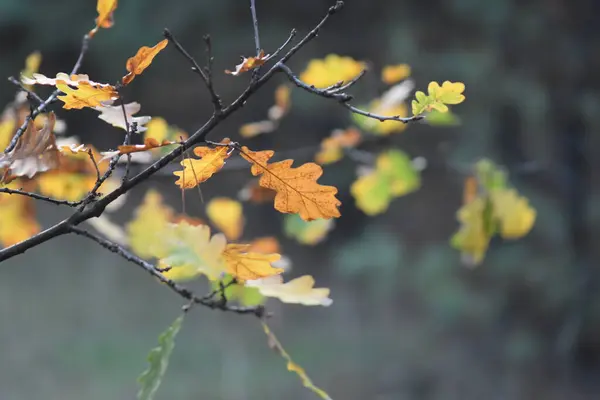 Осенние Листья Ветру — стоковое фото