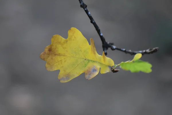 Осенний Кленовый Лист Лесу — стоковое фото