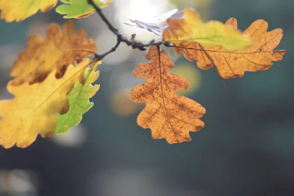 Feuilles Automne Sur Arbre — Photo