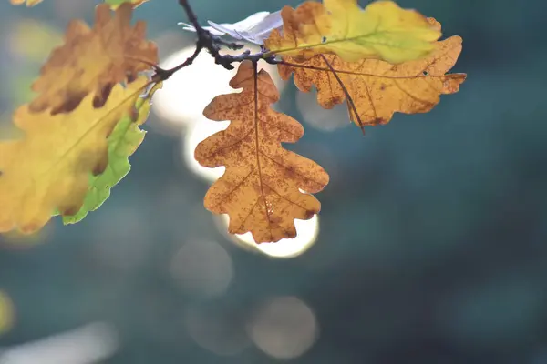 Ağaçta sonbahar yaprakları