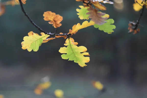 Feuilles Automne Sur Arbre — Photo