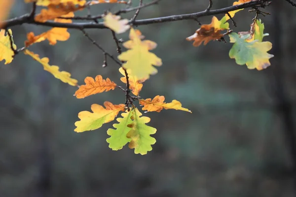 树上的秋天叶子 — 图库照片