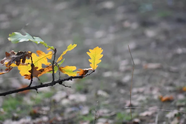 Folhas Outono Árvore — Fotografia de Stock