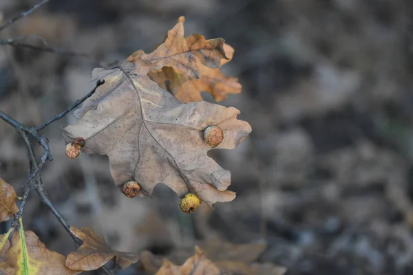 Feuilles Automne Sur Arbre — Photo