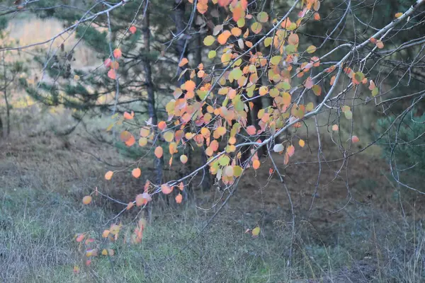 Folhas Outono Floresta — Fotografia de Stock