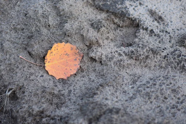 Herbstlaub Wald — Stockfoto