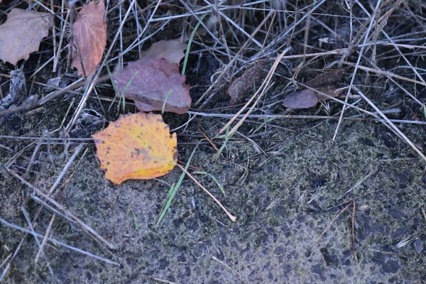 Feuilles Automne Dans Forêt — Photo