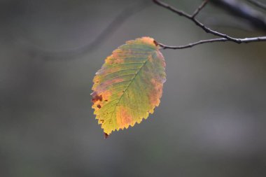 Çam ağacı ormanında sonbahar yaprakları