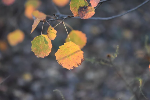 Folhas Outono Floresta — Fotografia de Stock