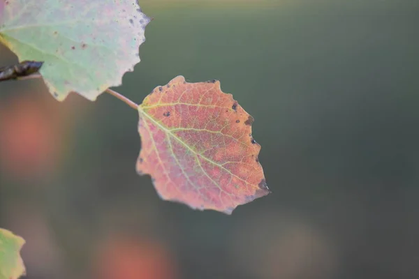 Feuilles Automne Dans Forêt — Photo