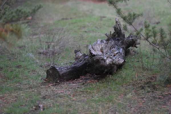 Souche Dans Forêt — Photo