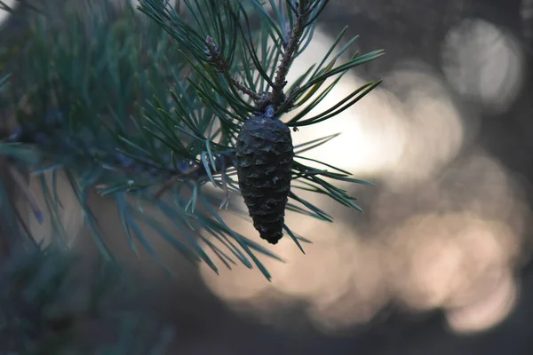 Cône Pin Près Arbre — Photo