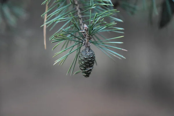 Pine Kužel Zblízka Stromě — Stock fotografie