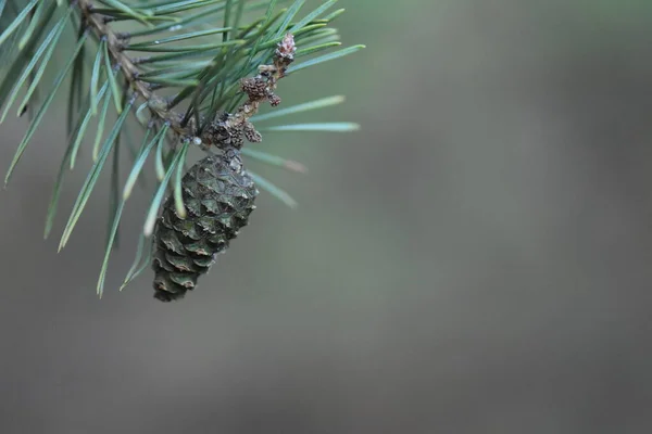 Pine Kužel Zblízka Stromě — Stock fotografie