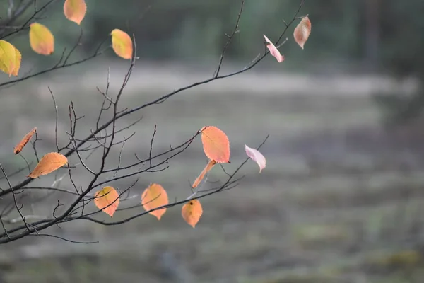 松の木の森の紅葉 — ストック写真