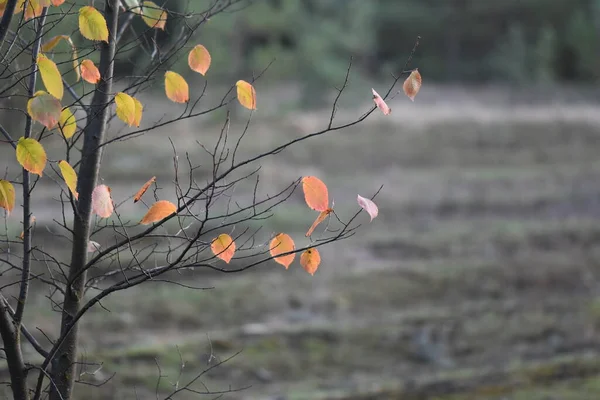 松の木の森の紅葉 — ストック写真