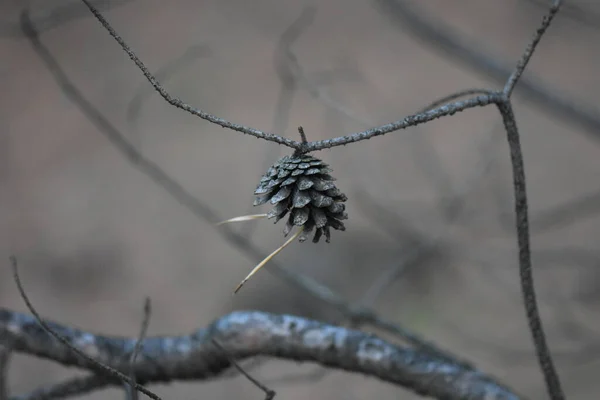 Puesta Sol Bosque Pinos — Foto de Stock