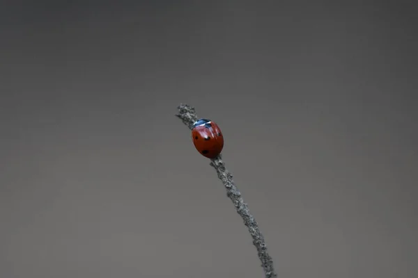 Ladybug Branch — Stock Photo, Image