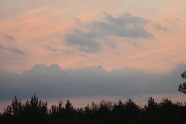 Ormanda gün doğumu