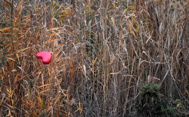 Balon kalp sonbahar ormanında