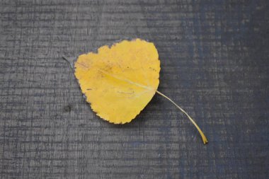 Ahşap arka planda sonbahar yaprakları